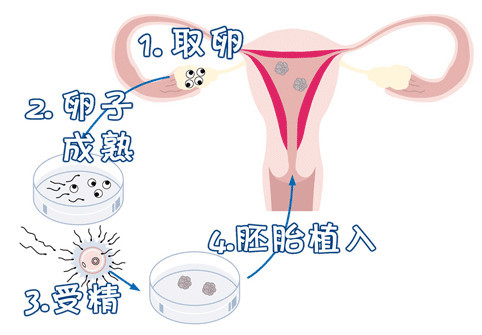 胚胎实验室